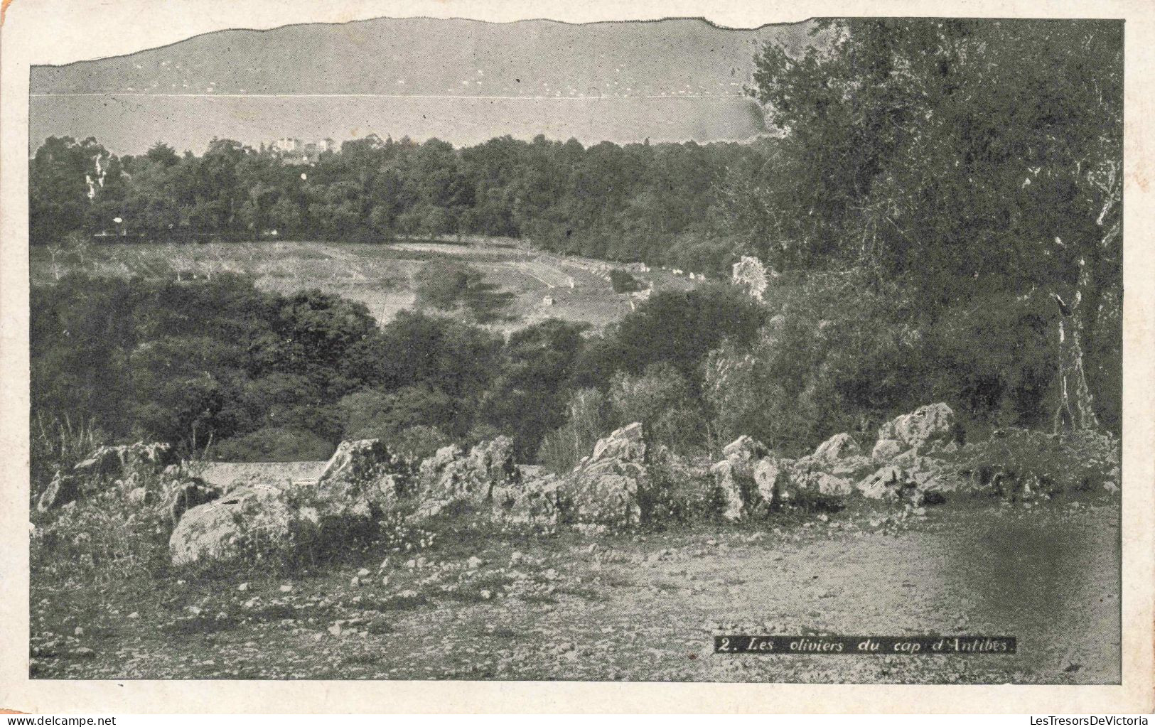 FRANCE - Antibes - Les Oliviers Du Cap D'Antibes - Carte Postale Ancienne - Autres & Non Classés