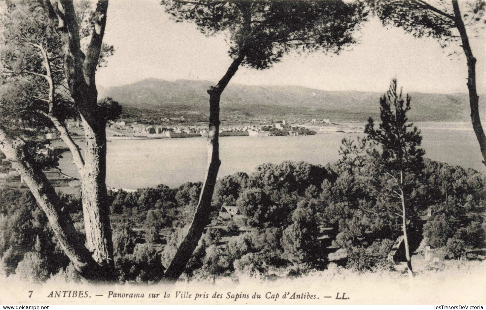 FRANCE - Antibes - Panorama Sur La Ville Pris Des Sapins Du Cap D'Antibes - Carte Postale Ancienne - Sonstige & Ohne Zuordnung