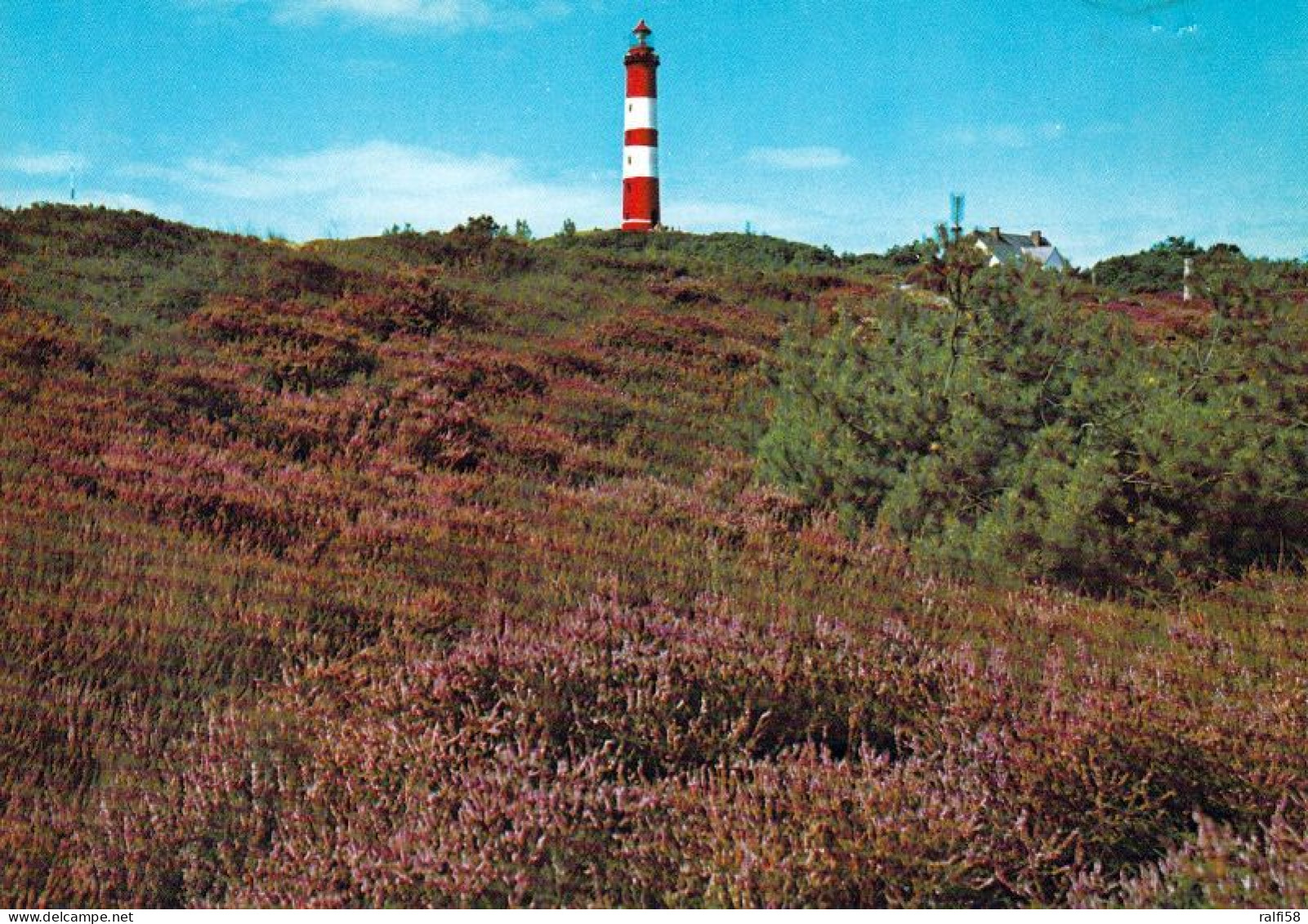 1 AK Germany * Leuchtturm Auf Der Nordfriesischen Insel Amrum, Wenn Im Sommer Die Heide Blüht - Nordfriesland