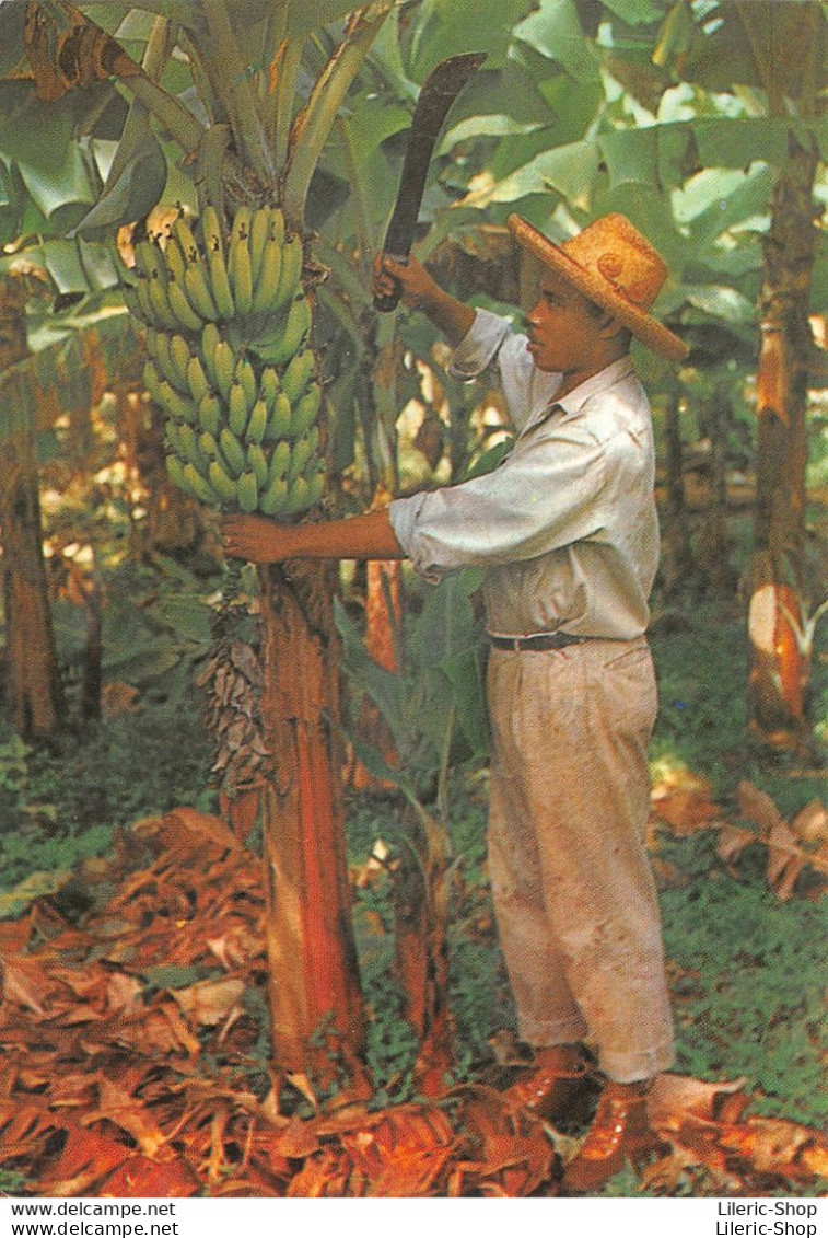 MARTINIQUE - Ouvrier Agricole Récoltant à La Machette Un Régime De Bananes - Autres & Non Classés