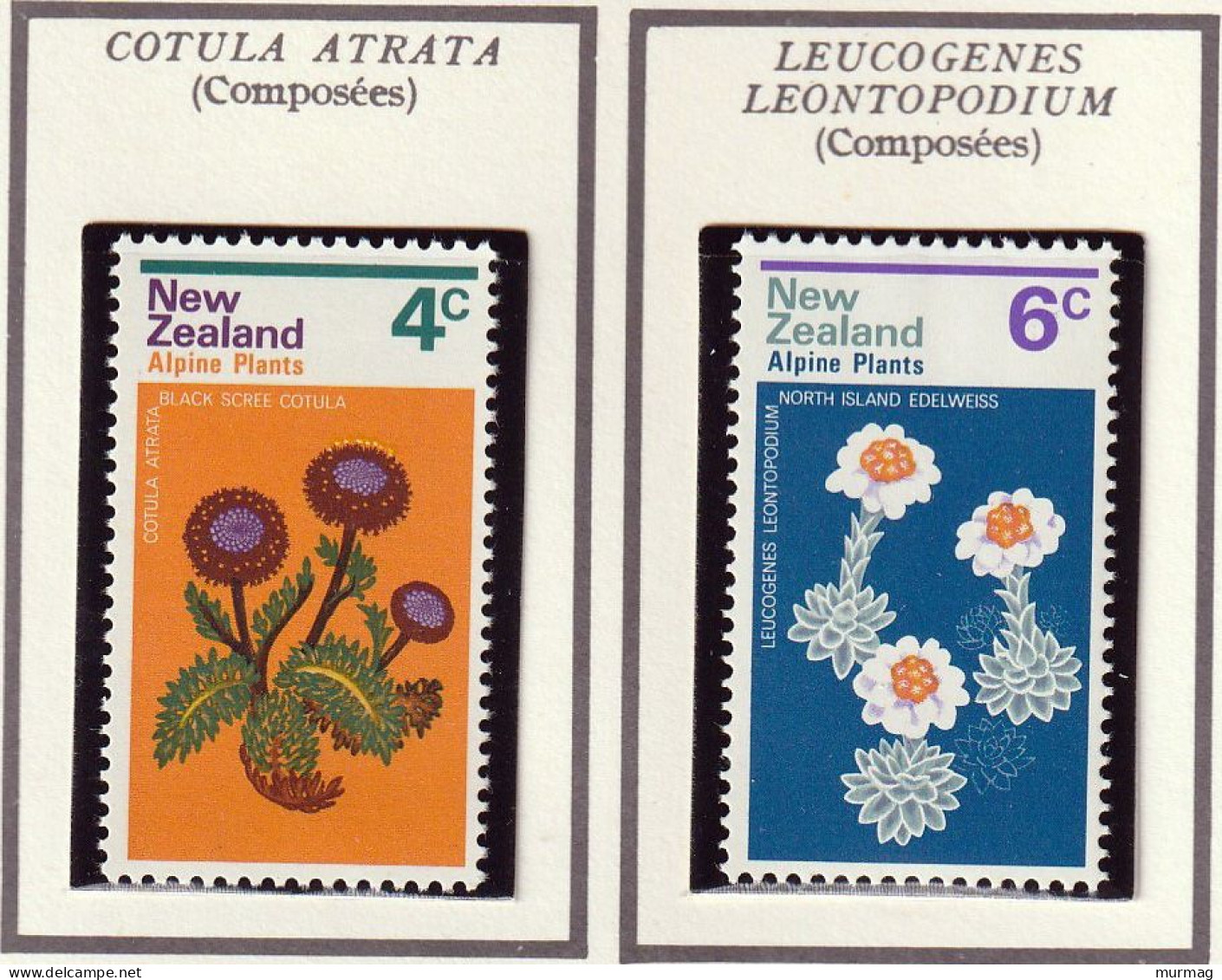 NOUVELLE-ZELANDE - Fleurs, Flowers, Renoncule, Celmisie De Travers - Y&T N° 567-570 - 1972 - MNH - Ongebruikt