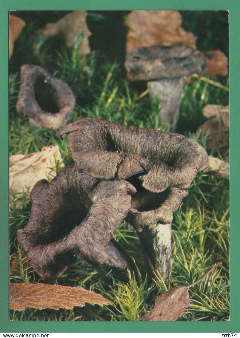 Craterelles Trompettes Des Morts  ( Champignons, Funghi, Mushrooms, Pilze, Hongos, Grzyby ) - Champignons