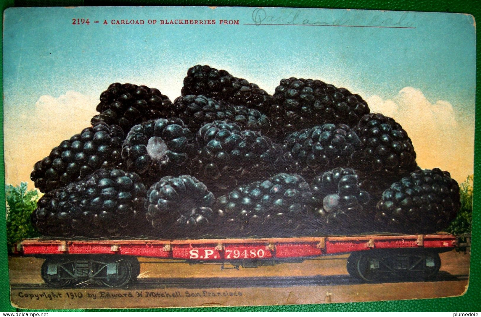 Cpa SURREALISTE FRUITS GEANTS CONVOI DE MÛRES . PHOTO MONTAGE  1910 . A CARLOAD OF GIANT BLACKBERRIES  OLD PC - Piante Medicinali