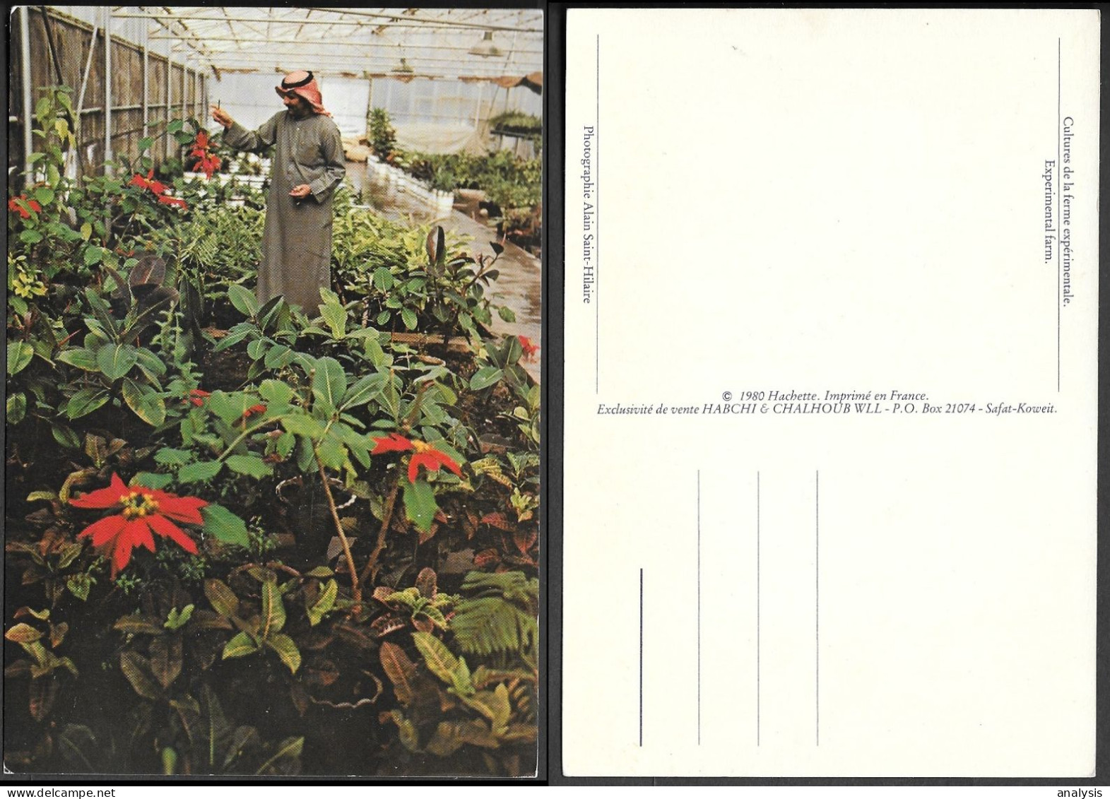 Kuwait Experimental Farm PPC 1980s. Plants Flowers - Koweït