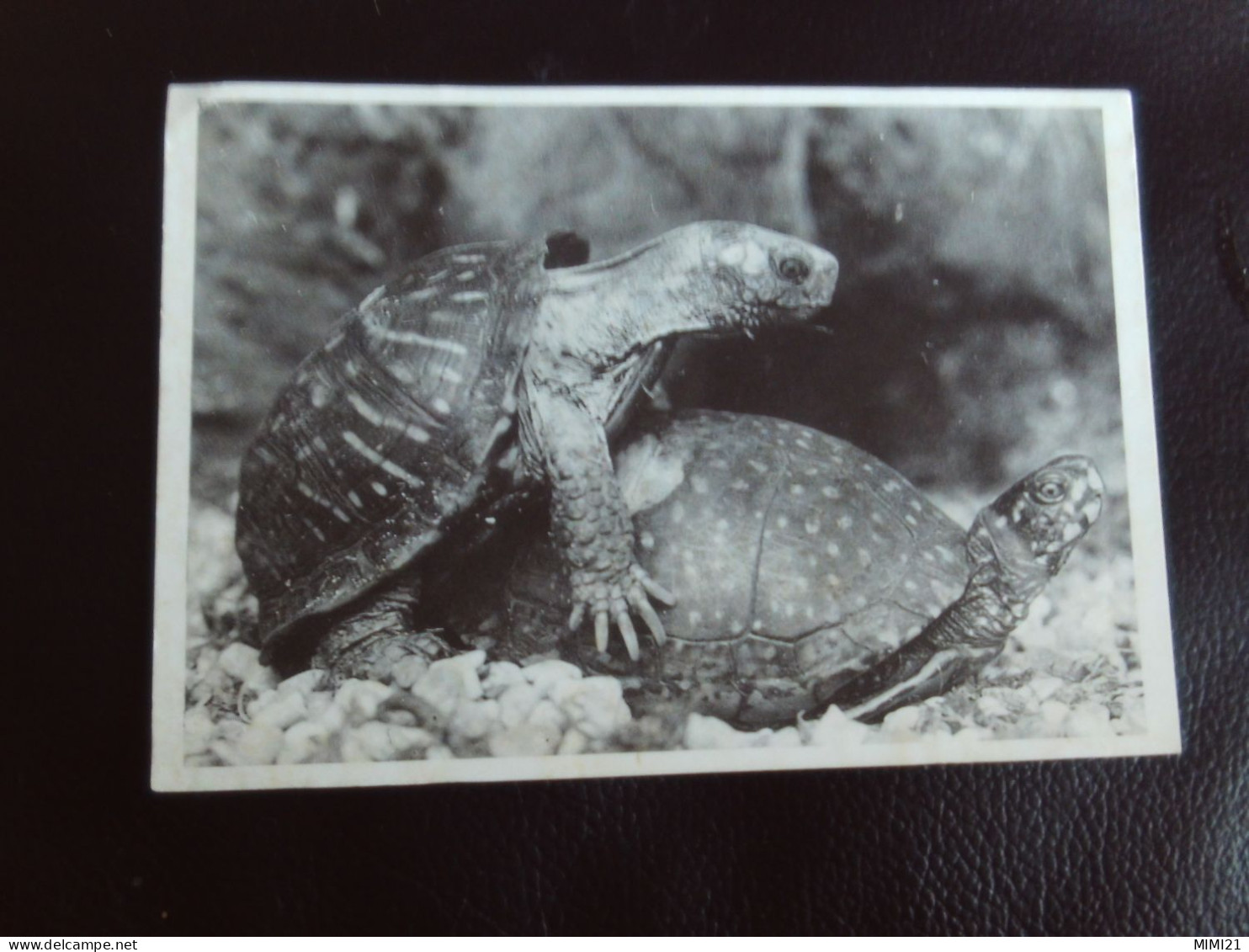 BELLE CARTE "DEUX TORTUES".... - Turtles