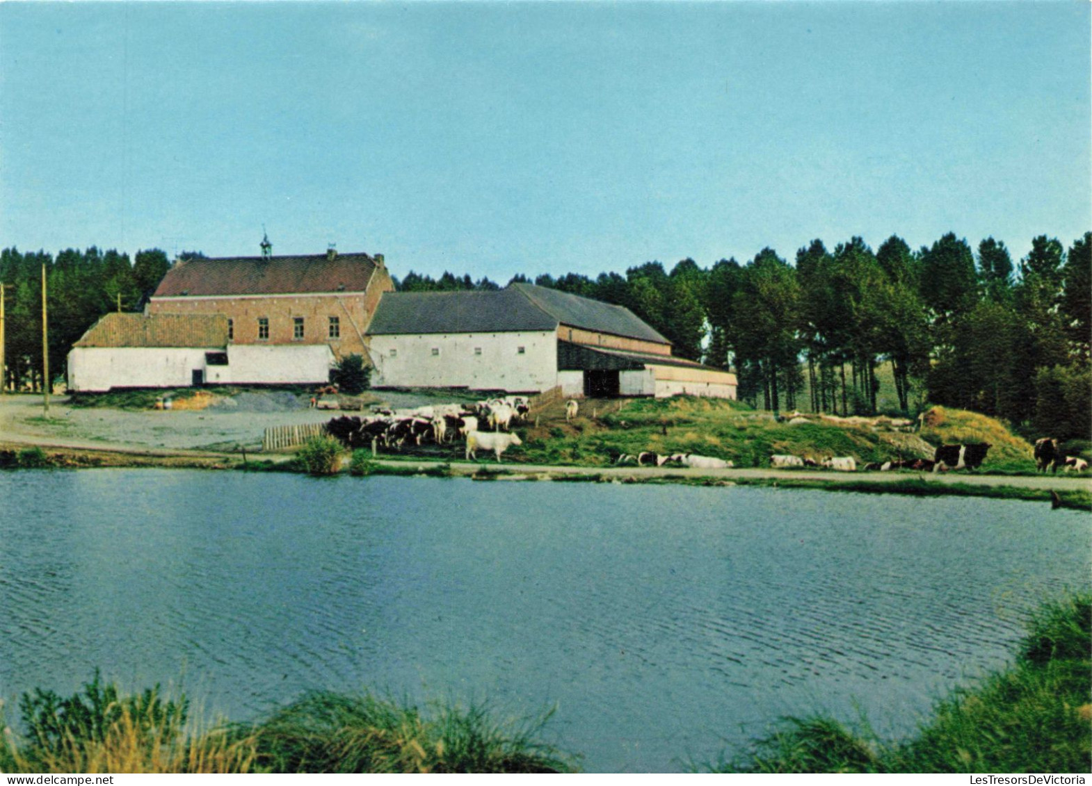 BELGIQUE - Soignies - Horrues - Etang De La Ferme De L'Eclatière - Colorisé - Carte Postale - Soignies