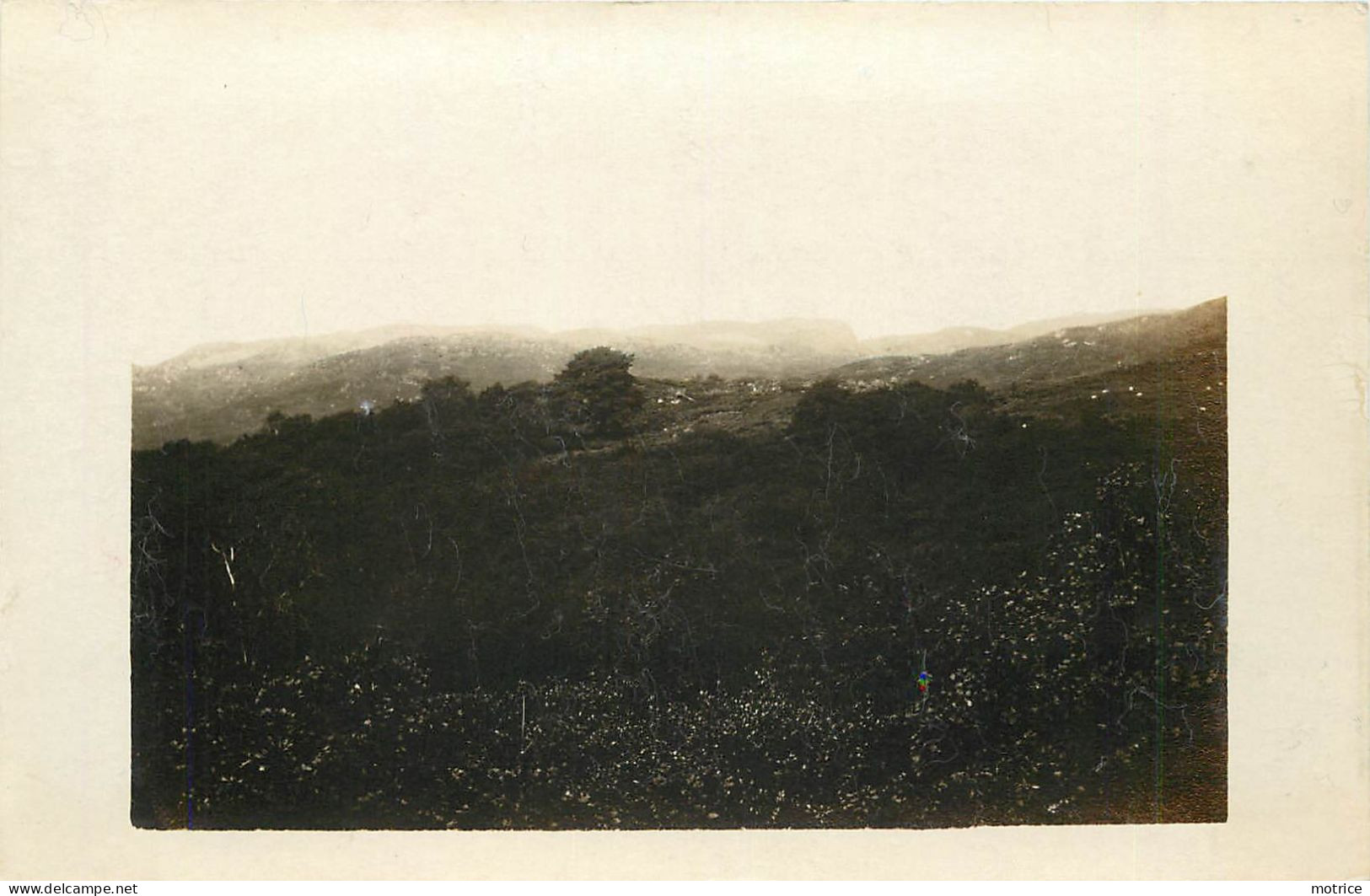 ECOSSE - Champs De Bruyère Dans La Région De Blair Athol,   Carte Photo Vers 1900. - Perthshire