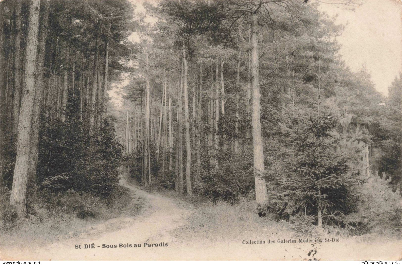 FRANCE - Saint-Dié - Sous Bois Au Paradis - Carte Postale Ancienne - Saint Die