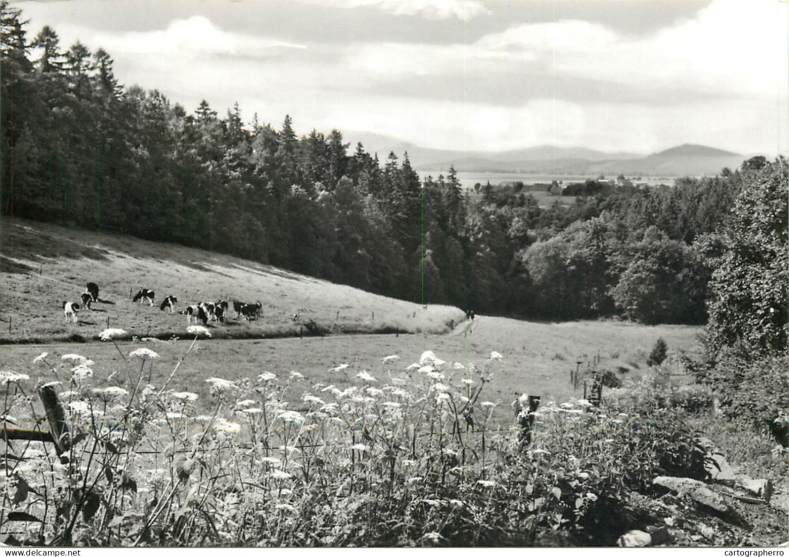 Germany Herrnhut Lausitzer Bergland Cows On Alpine Meadow - Herrnhut