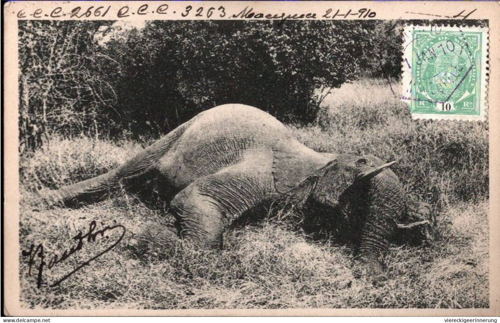 ! Ansichtskarte Elefant, Elephant, Africa, CCC - Olifanten