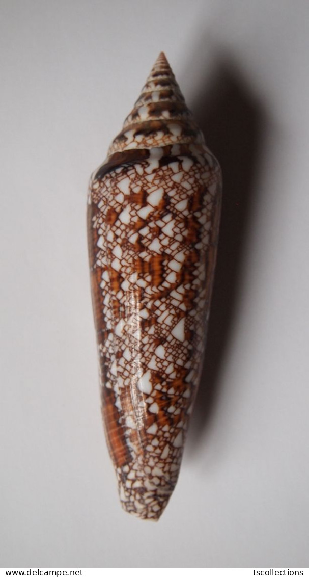 Conus Bengalensis - Coquillages