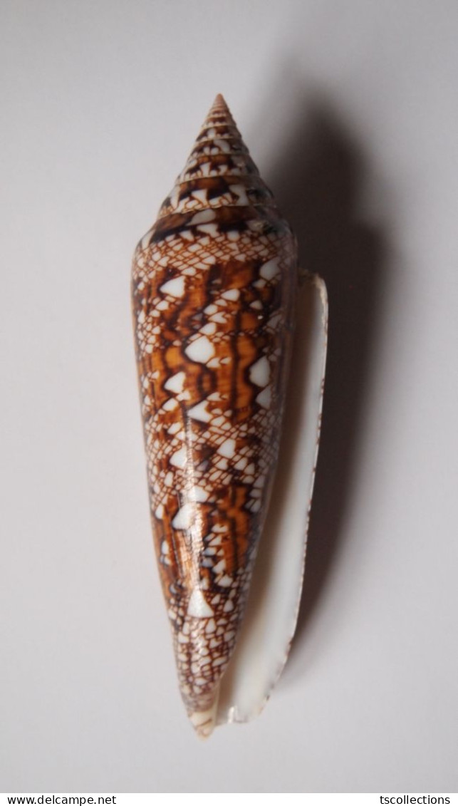 Conus Bengalensis - Coquillages