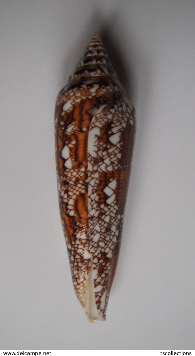 Conus Bengalensis - Coquillages