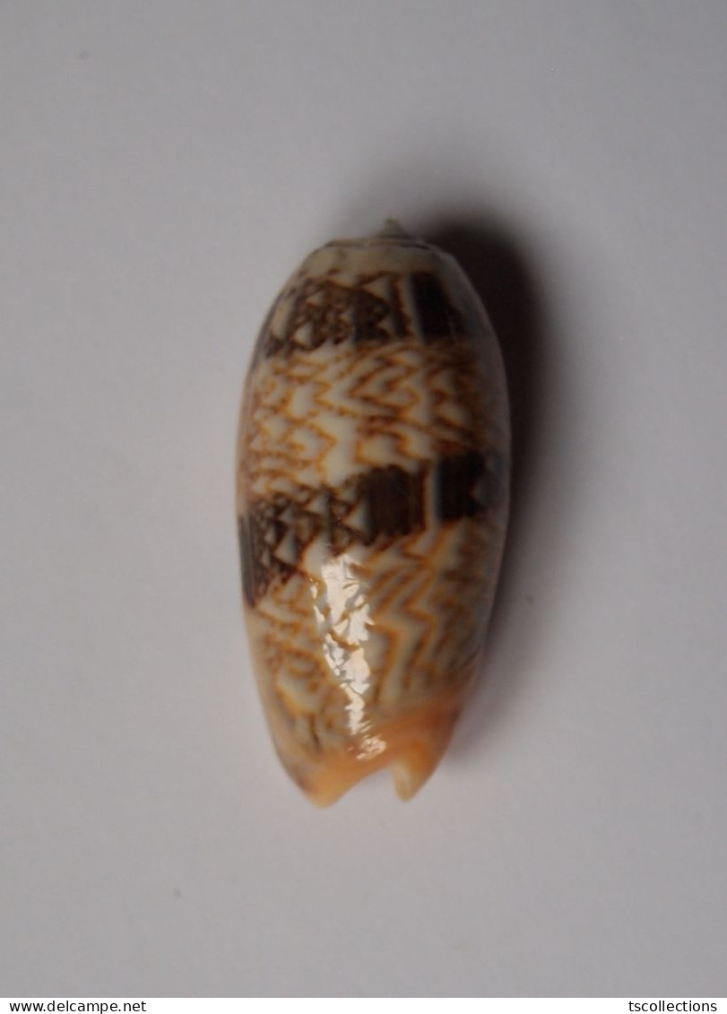 Oliva Reticulata Evania - Coquillages