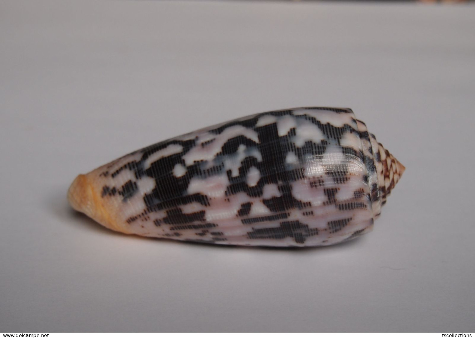 Conus Striatus Roseoccidentalis - Coquillages