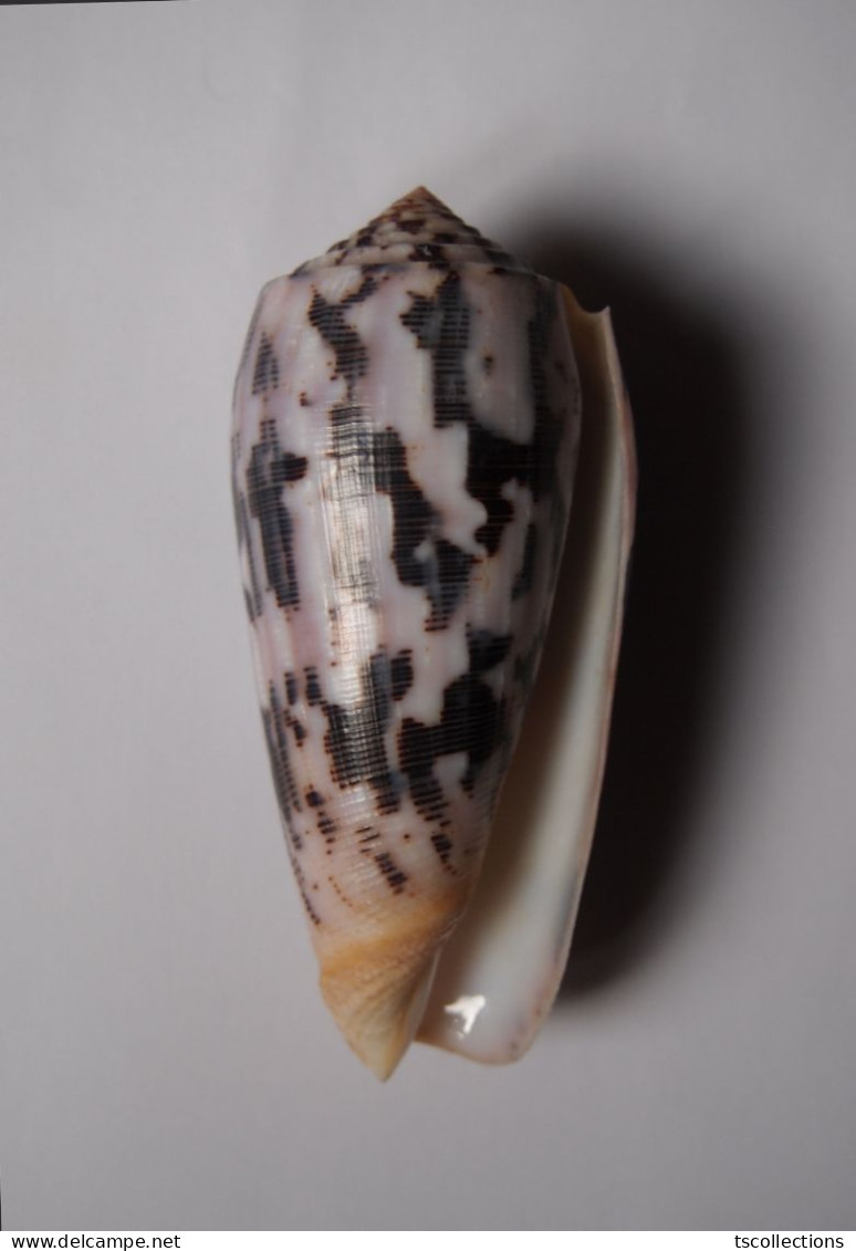 Conus Striatus Roseoccidentalis - Coquillages