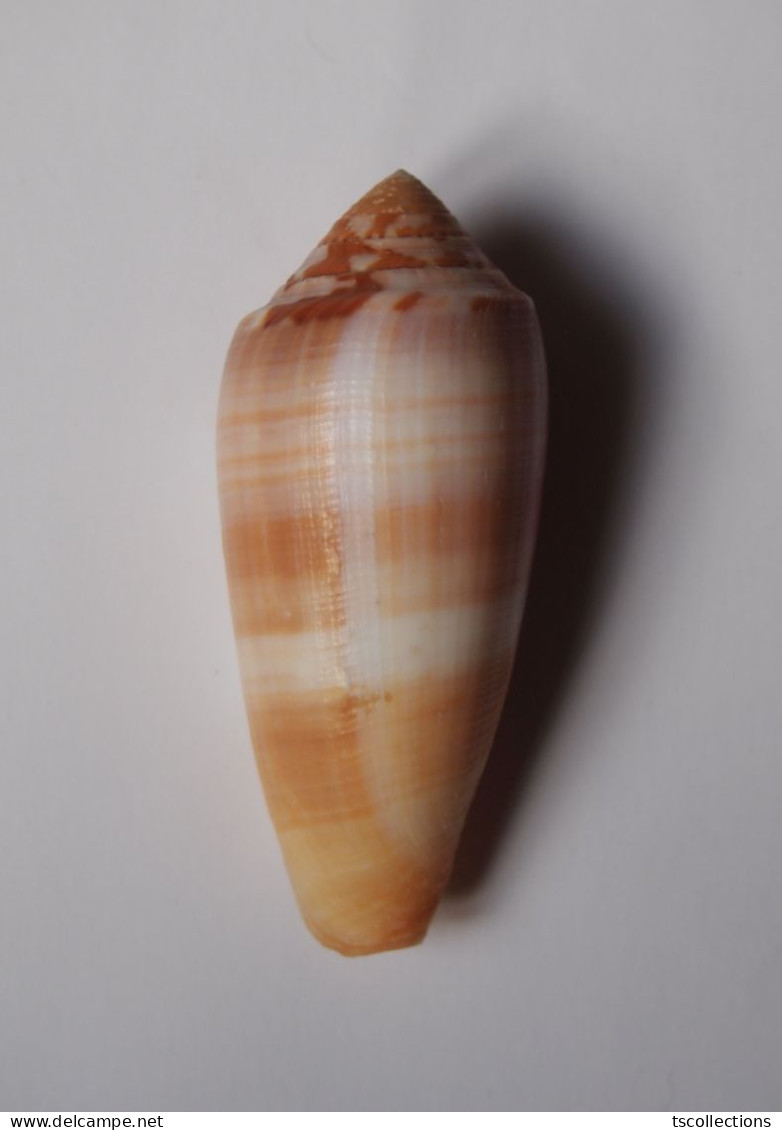 Conus Circumcisus Brazieri - Coquillages