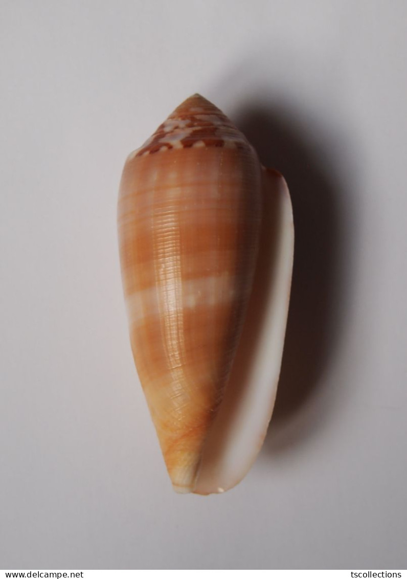 Conus Circumcisus Brazieri - Coquillages