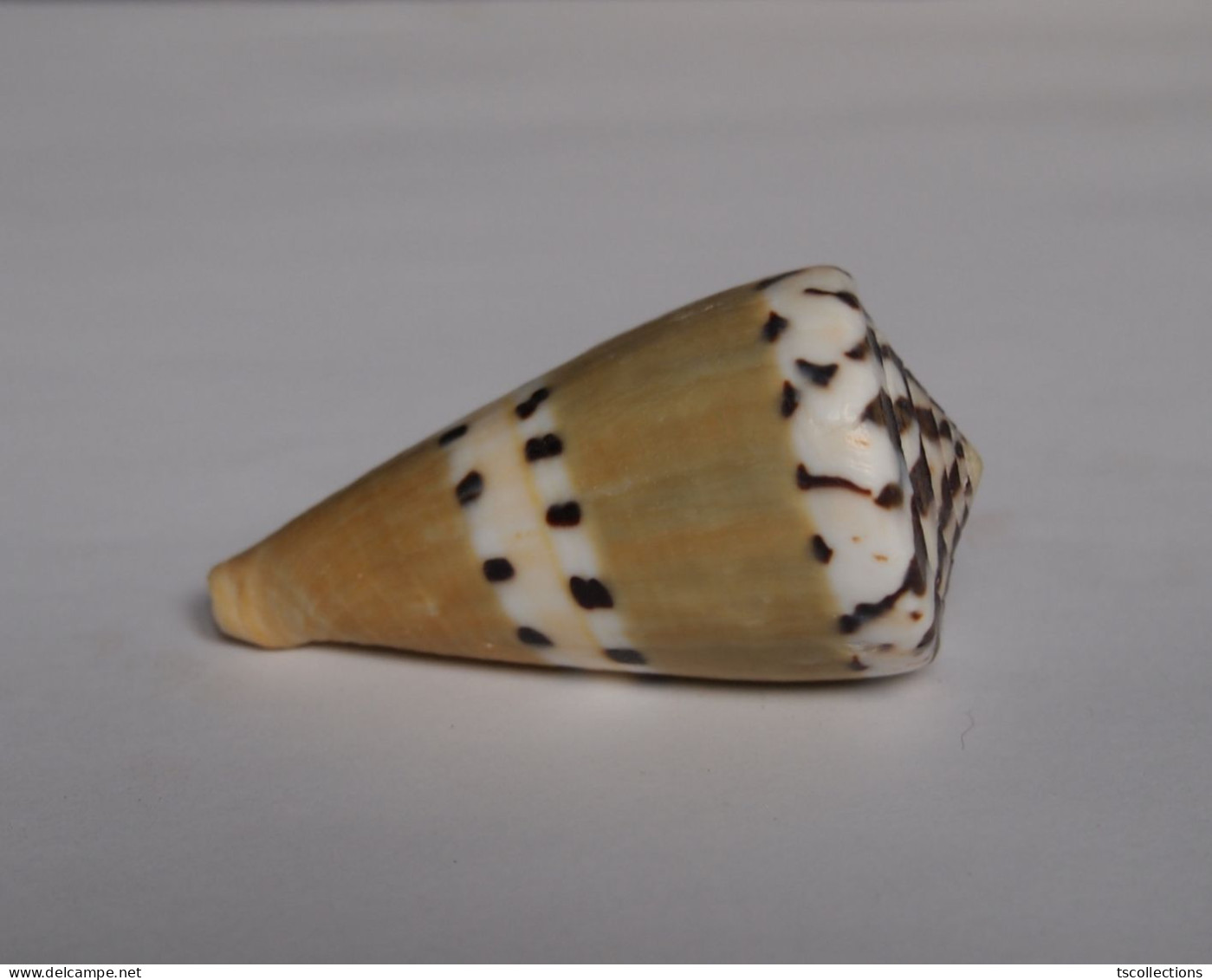 Conus Mustelinus - Coquillages