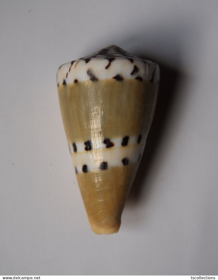 Conus Mustelinus - Coquillages