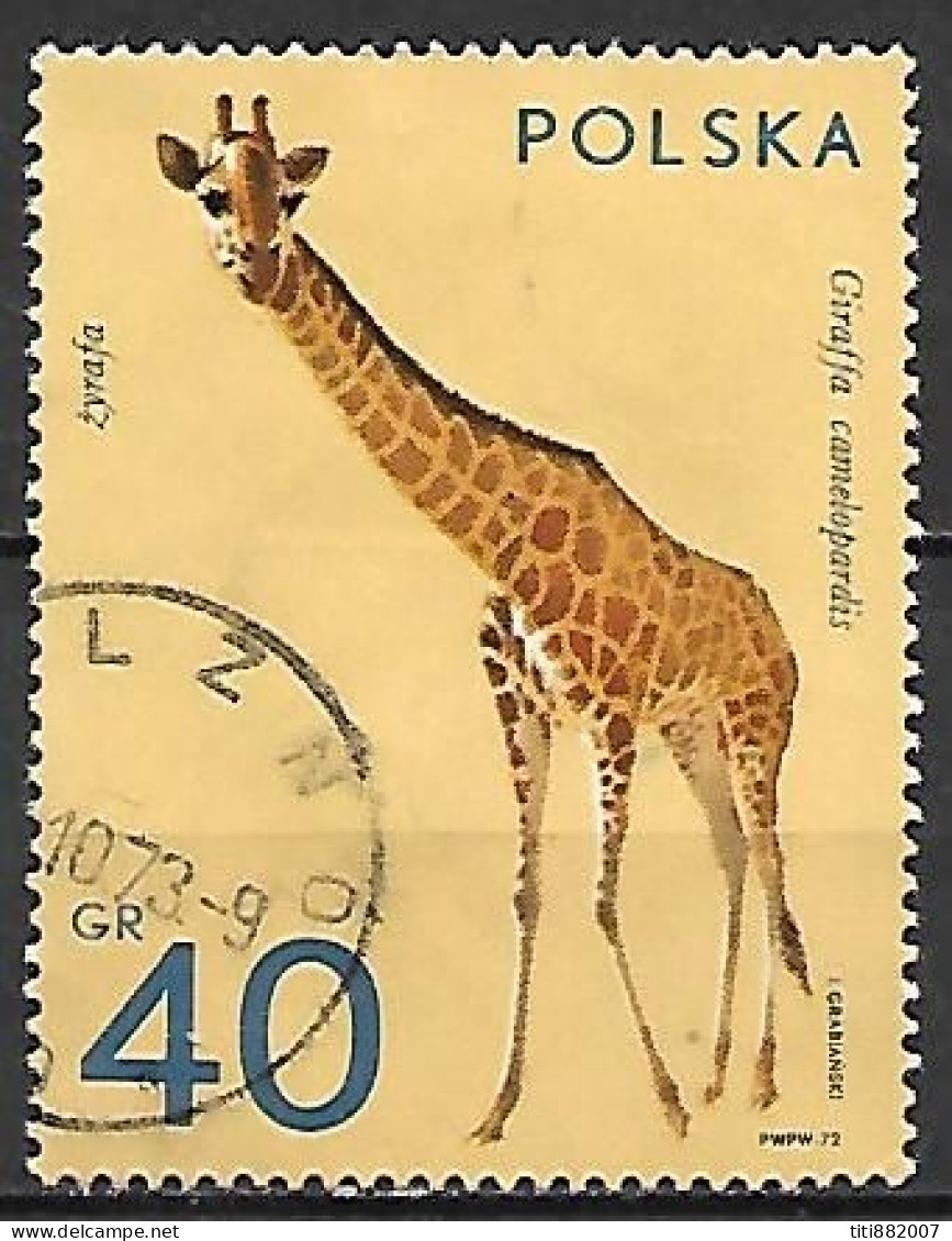 POLOGNE     -     GIRAFE       -    Oblitéré - Giraffes