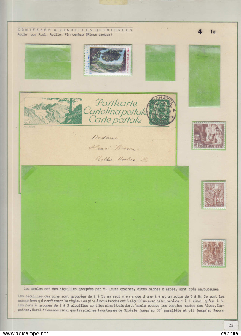 LOT Arbres & Bois - Lots & Collections - Les conifères (Ex. collection Fuchs), sur 59 feuilles d'exposition (incomplète)
