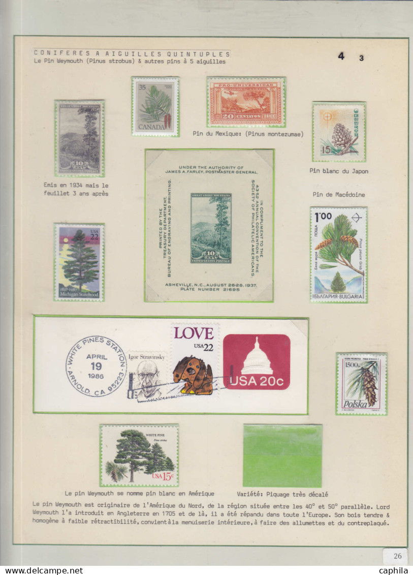 LOT Arbres & Bois - Lots & Collections - Les conifères (Ex. collection Fuchs), sur 59 feuilles d'exposition (incomplète)