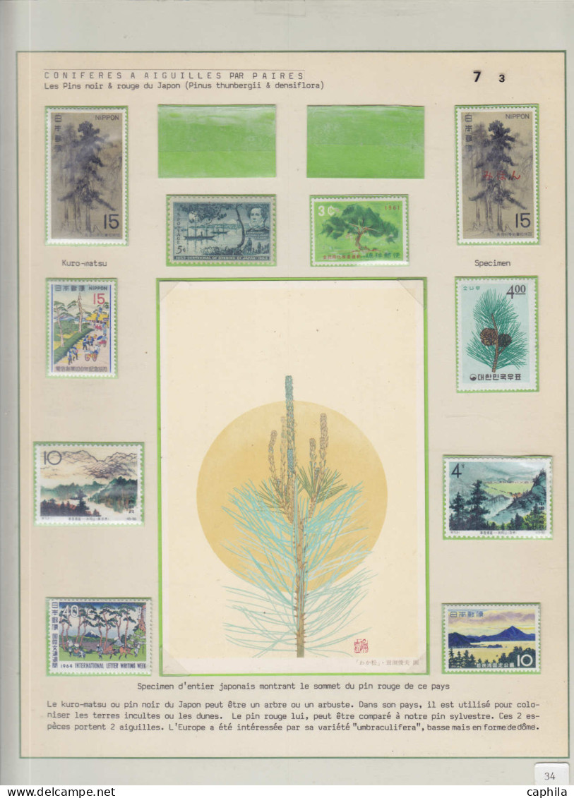 LOT Arbres & Bois - Lots & Collections - Les conifères (Ex. collection Fuchs), sur 59 feuilles d'exposition (incomplète)