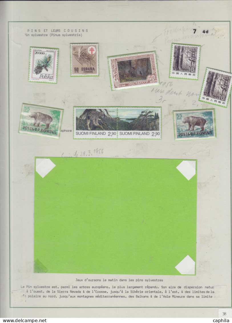 LOT Arbres & Bois - Lots & Collections - Les conifères (Ex. collection Fuchs), sur 59 feuilles d'exposition (incomplète)