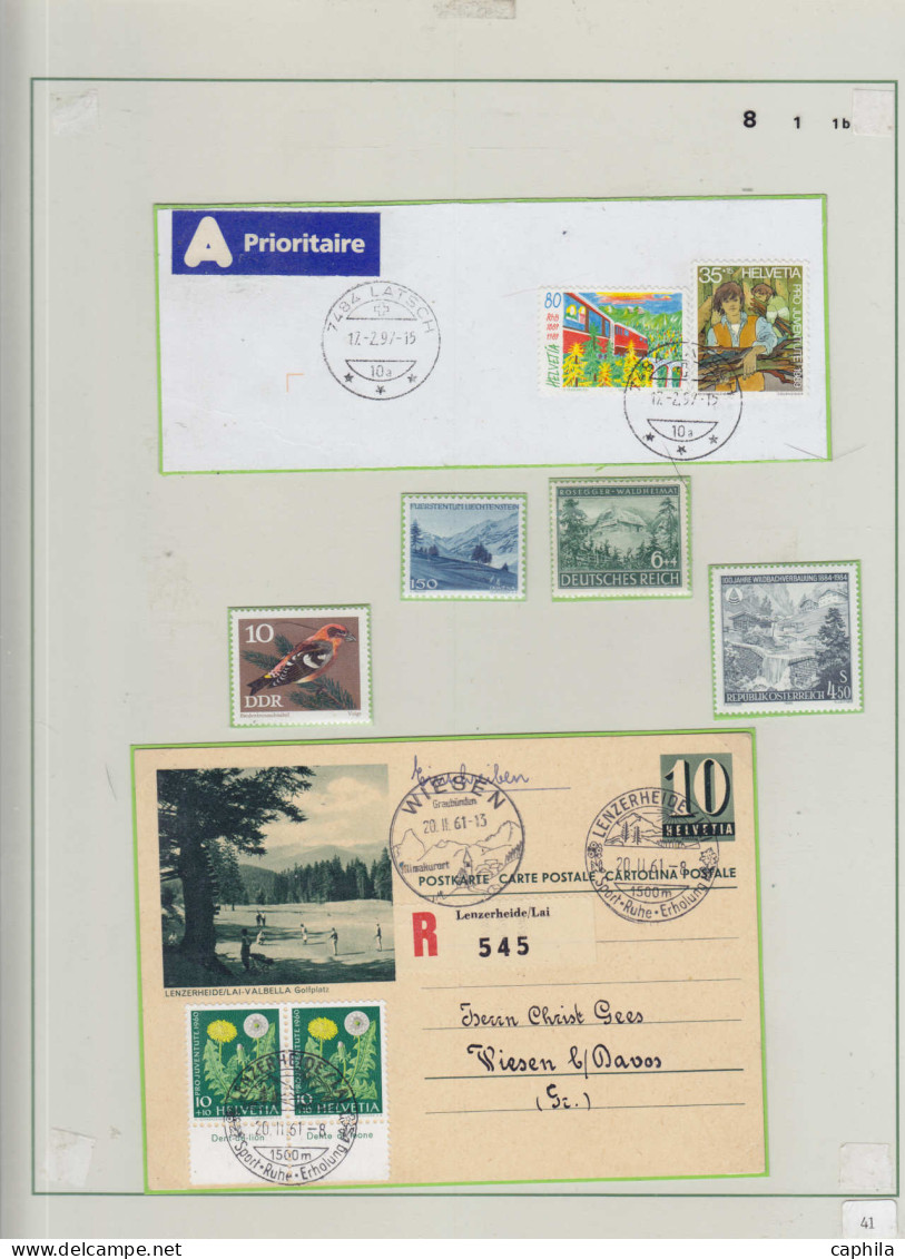 LOT Arbres & Bois - Lots & Collections - Les conifères (Ex. collection Fuchs), sur 59 feuilles d'exposition (incomplète)