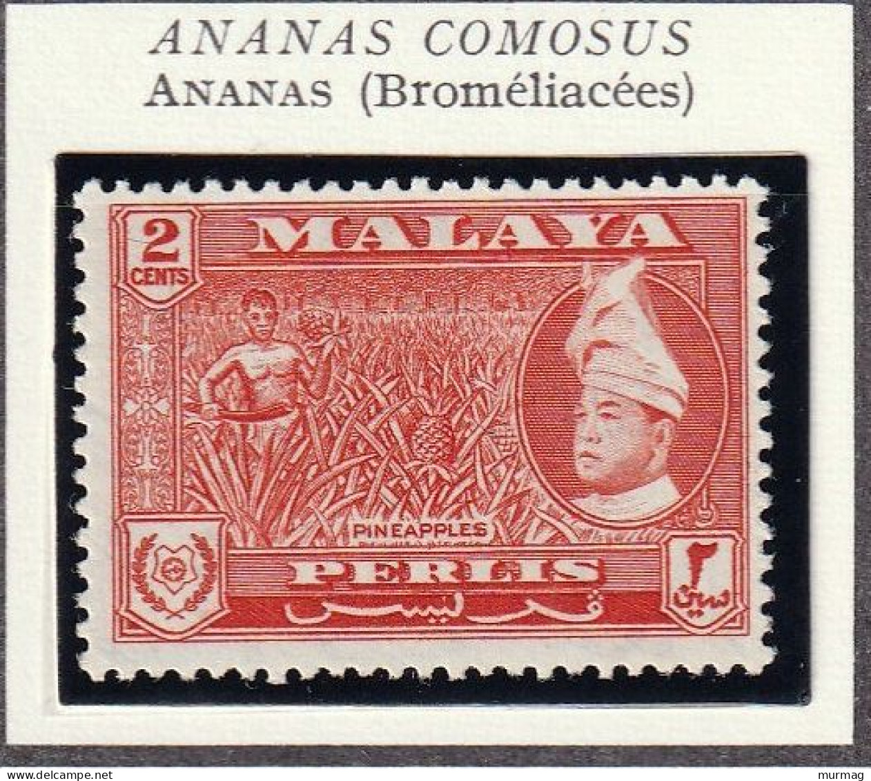 MALAISIE - PERLIS - Fruits, Ananas - 1957 - MNH - Perlis