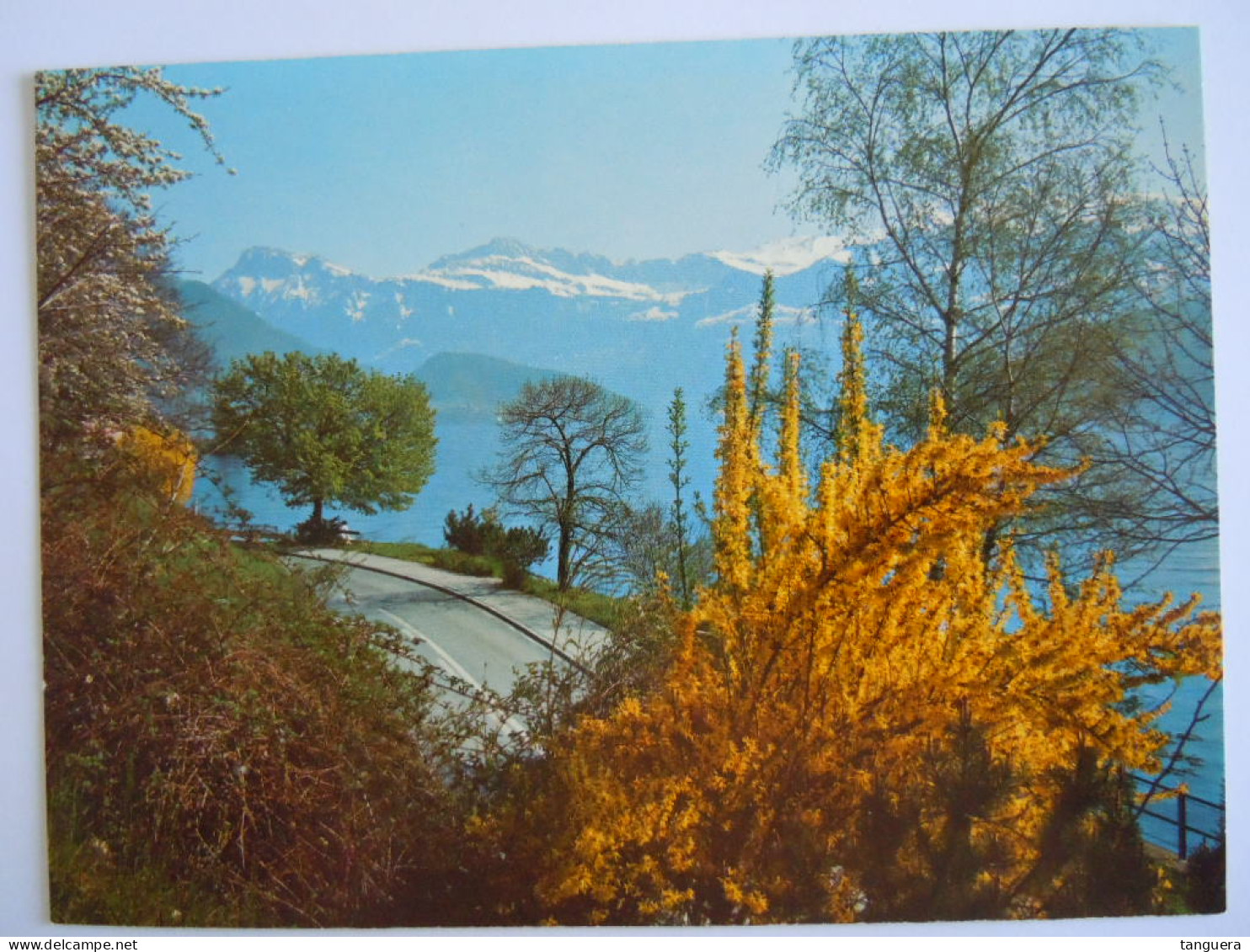 Cpsm Suisse Vierwaldstättersee - Lago Dei Quattro Cantoni