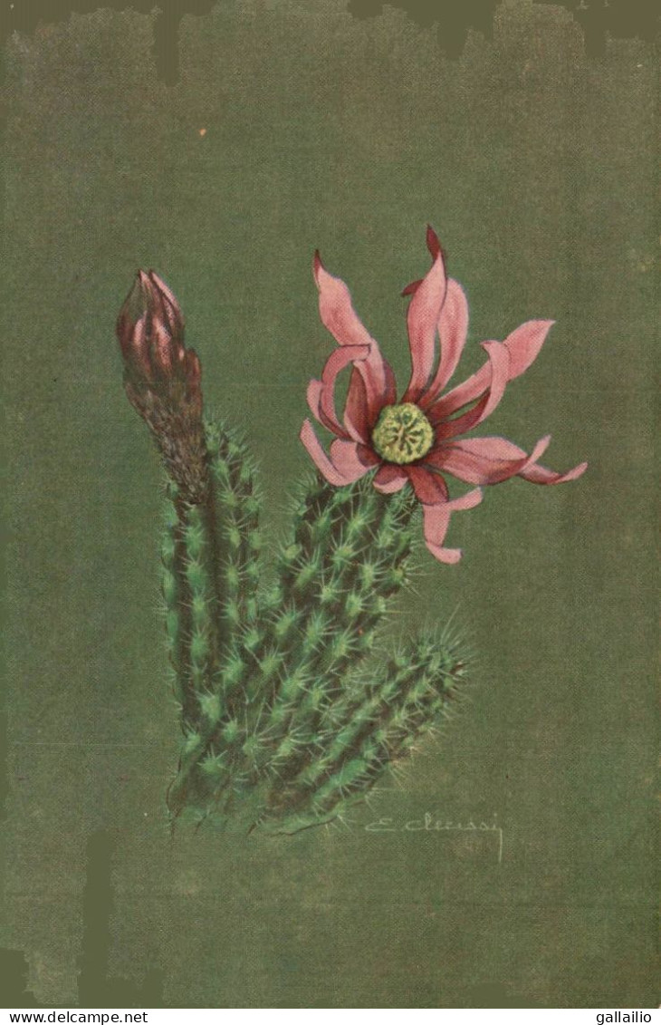 MONACO FLEUR DE CACTUS  ILLUSTRATION CLERISSI - Exotische Tuin