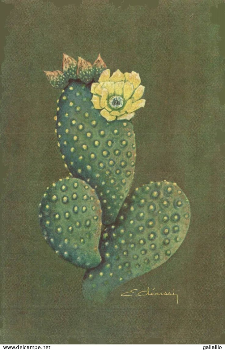 MONACO FLEUR DE CACTUS  ILLUSTRATION CLERISSI - Jardin Exotique