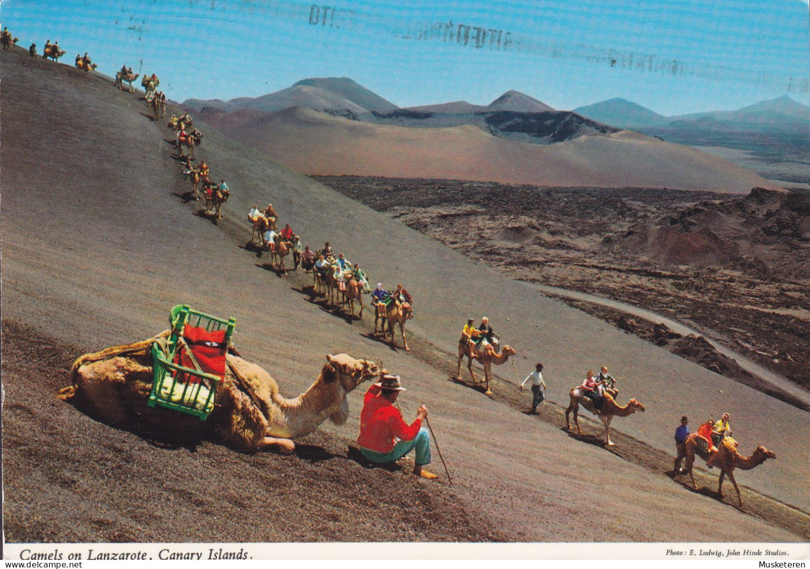 Spain PPC Camels On Lanzarote, Canary Islands LAS PALMAS 1977 Denmark Miguel Servet Stamp (2 Scans) - Lanzarote