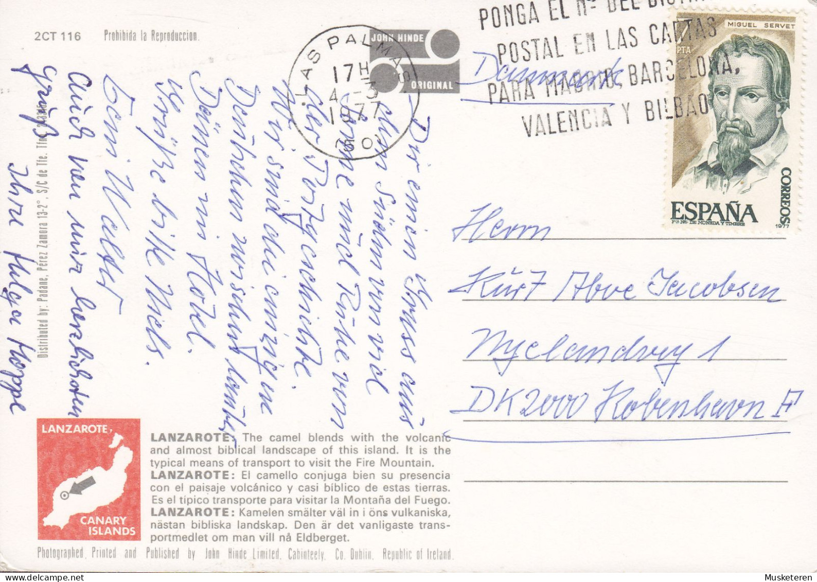 Spain PPC Camels On Lanzarote, Canary Islands LAS PALMAS 1977 Denmark Miguel Servet Stamp (2 Scans) - Lanzarote