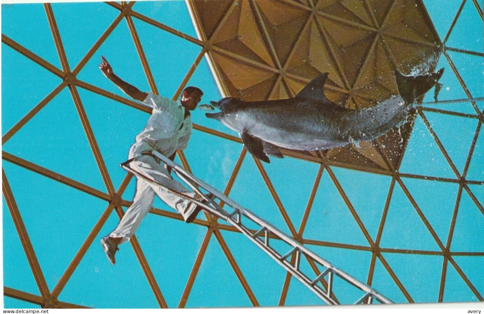 Trained Porpoise Performingat The Aquatarium, St. Petersburg Beach, Florida - St Petersburg