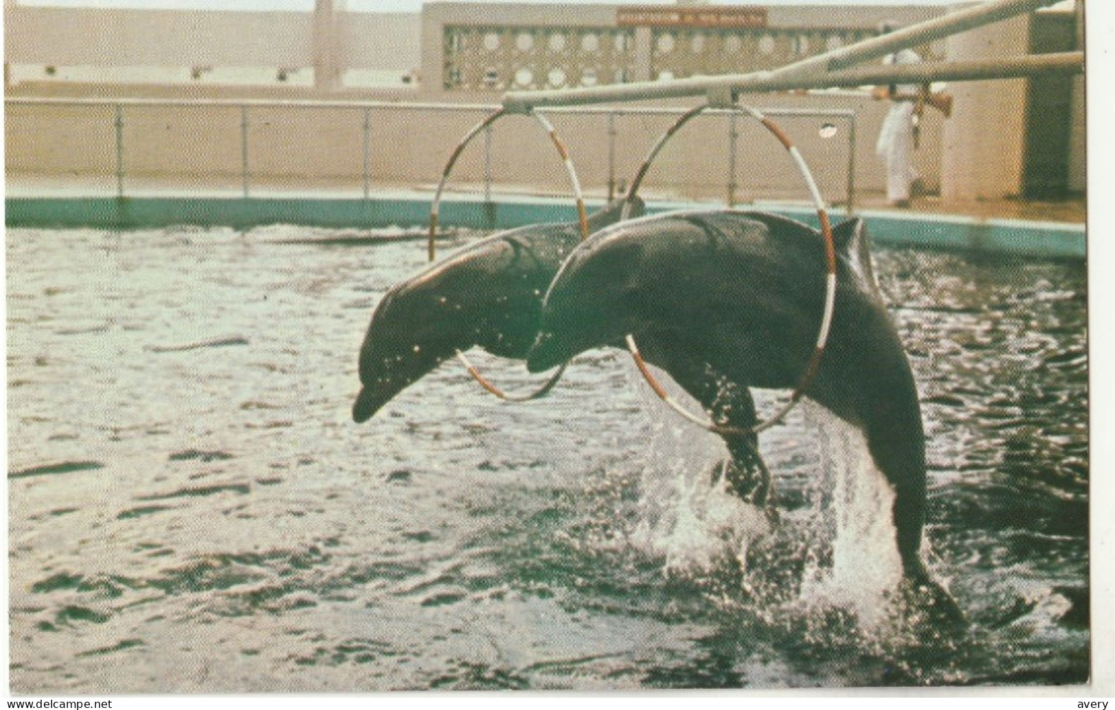 Trained Porpoises Performing At The Aquatarium, St. Petersburg Beach, Florida - St Petersburg