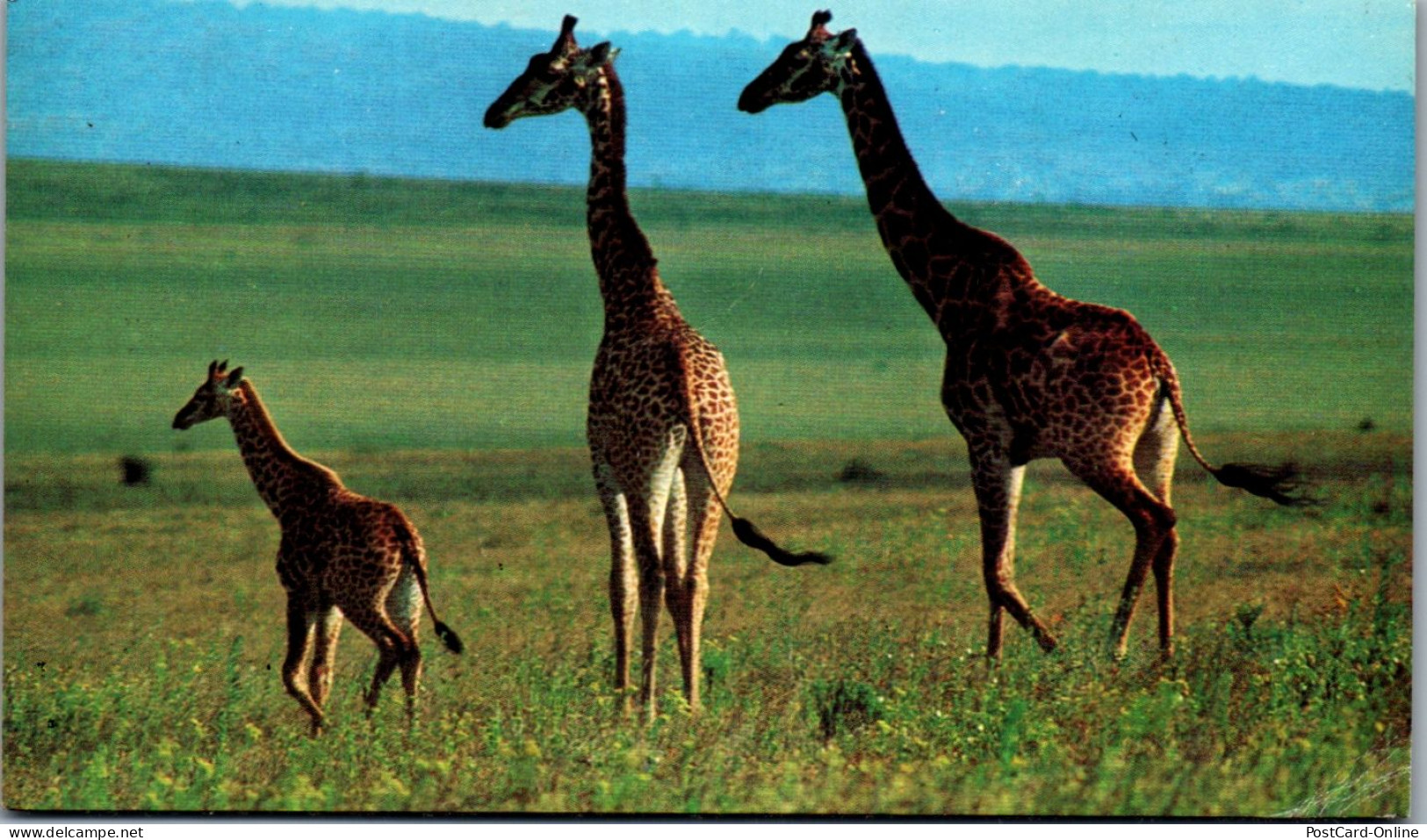 45509 - Elfenbeinküste - Giraffe ,  - Gelaufen  - Giraffes