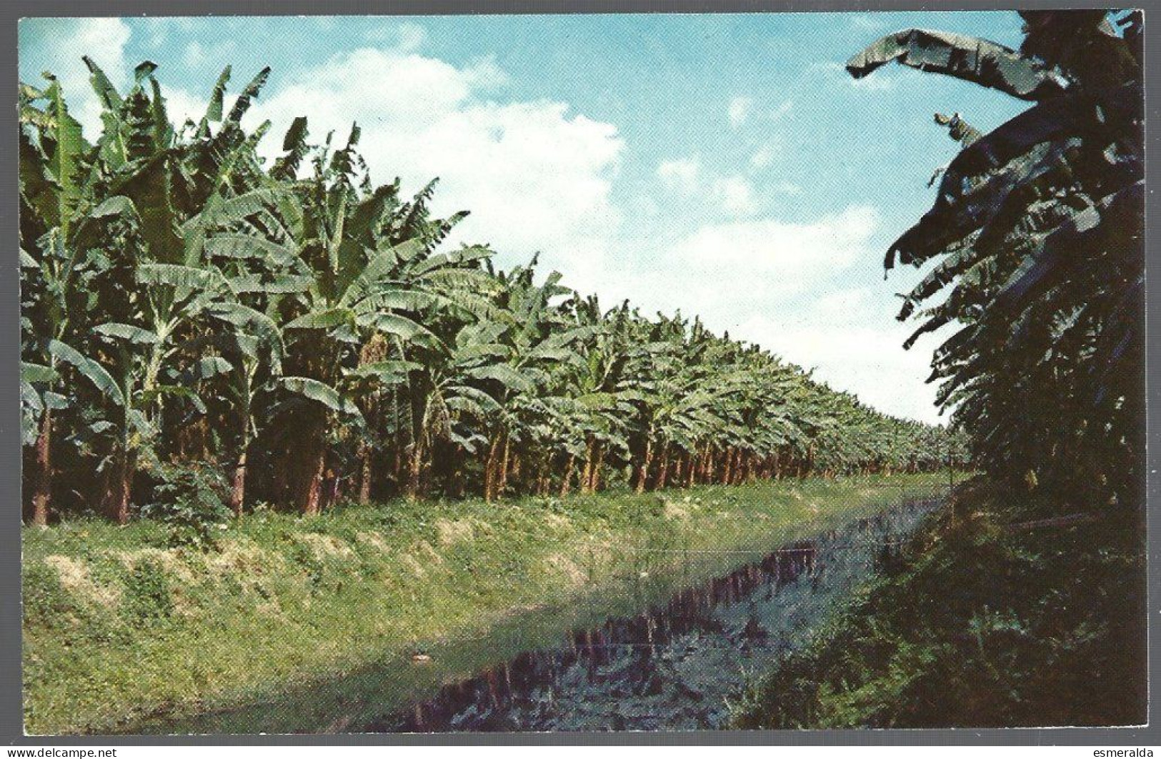 (PAN)  CP FF-325-The Banana Plantations,Puerto Armuelles Prov.de Chiriqui Rep.de Panama. Unused - Panama