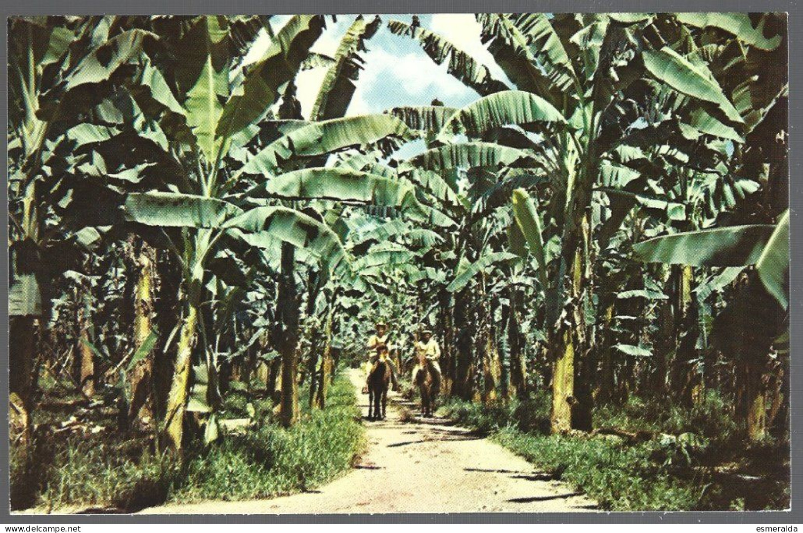 (PAN)  CP FF-324- The Banana Plantations+horsemans,Puerto Armuelles Prov.de Chiriqui Rep.de Panama.unused - Panama