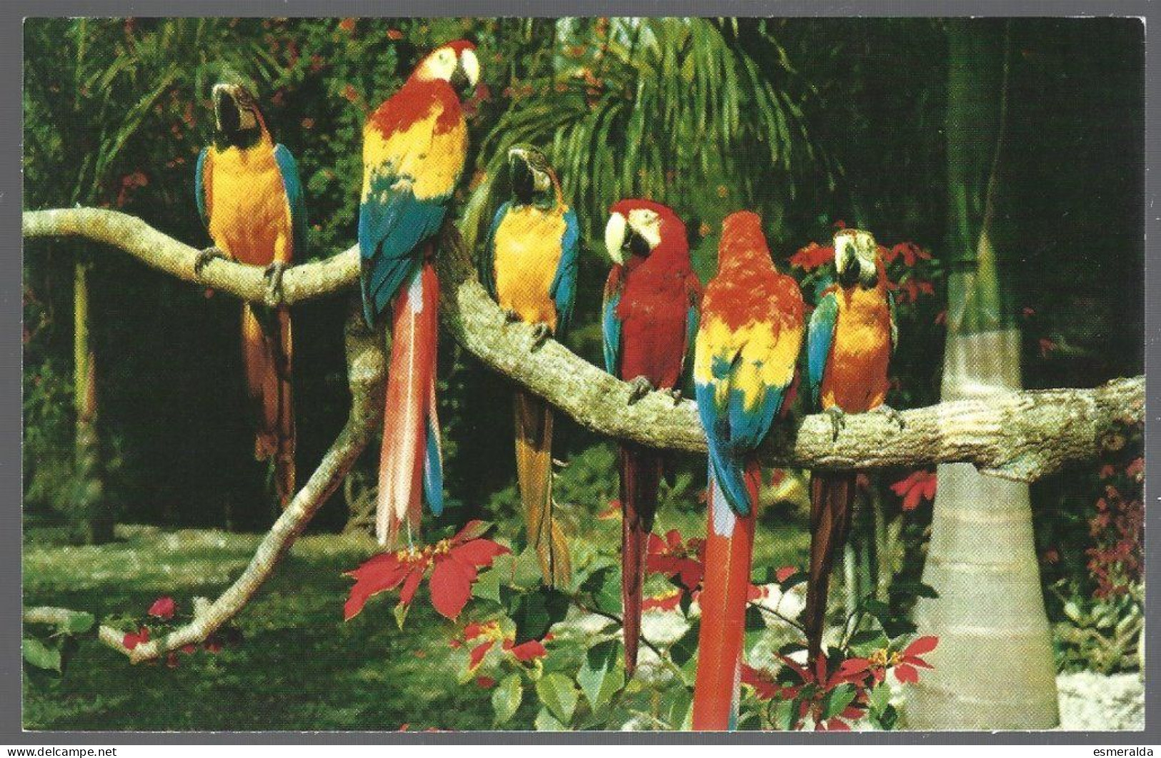 (PAN)  CP FF-5-002- Macaws And Poinsettias, Perroquets. Rep.de Panama. Unused - Panama
