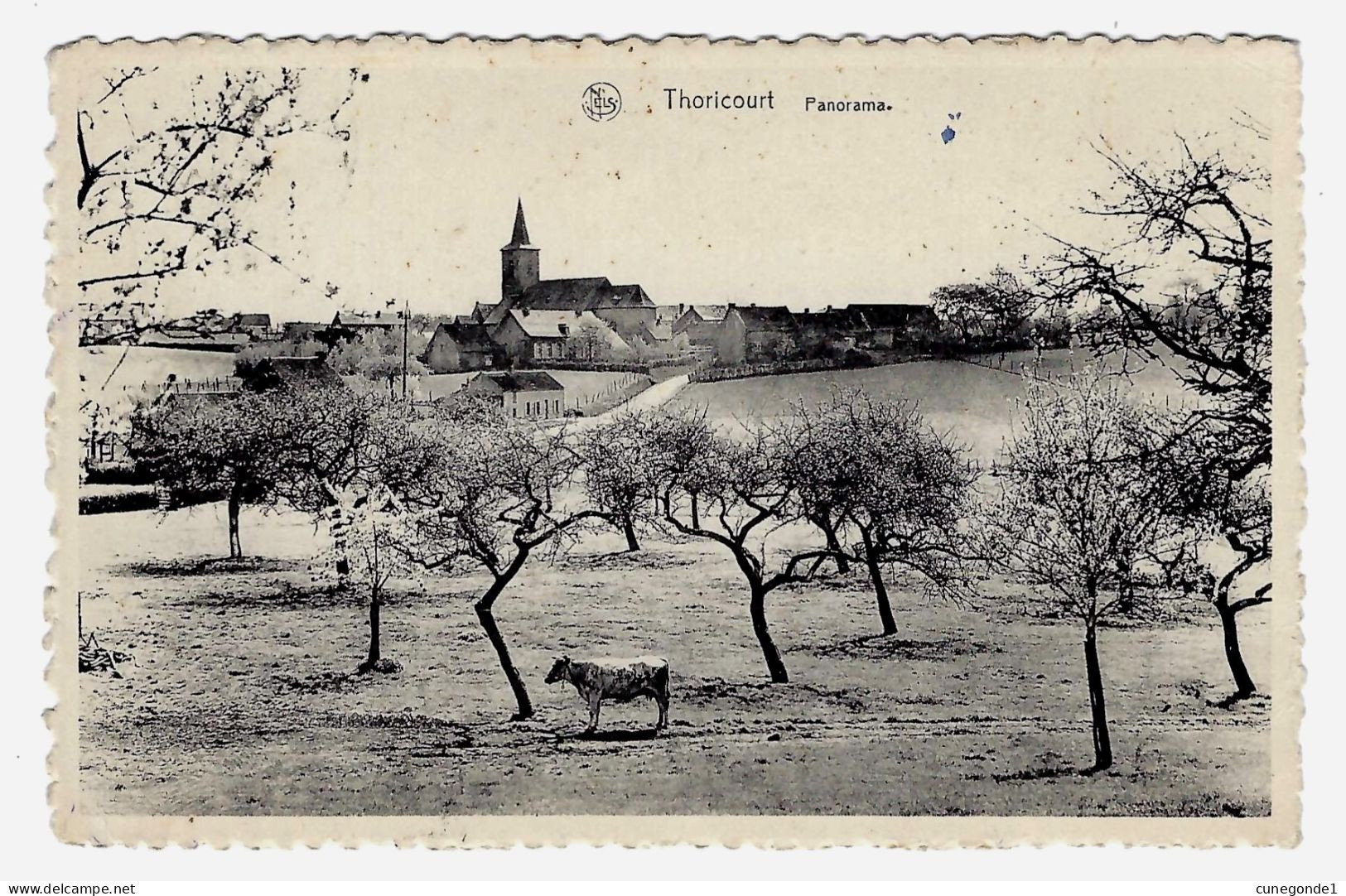 CPSM THORICOURT ( Silly ) Panorama ( Vue Village Et Vache Dans Pré ) Circulée En 1951 - Thill / Nels - 2 Scans - Silly