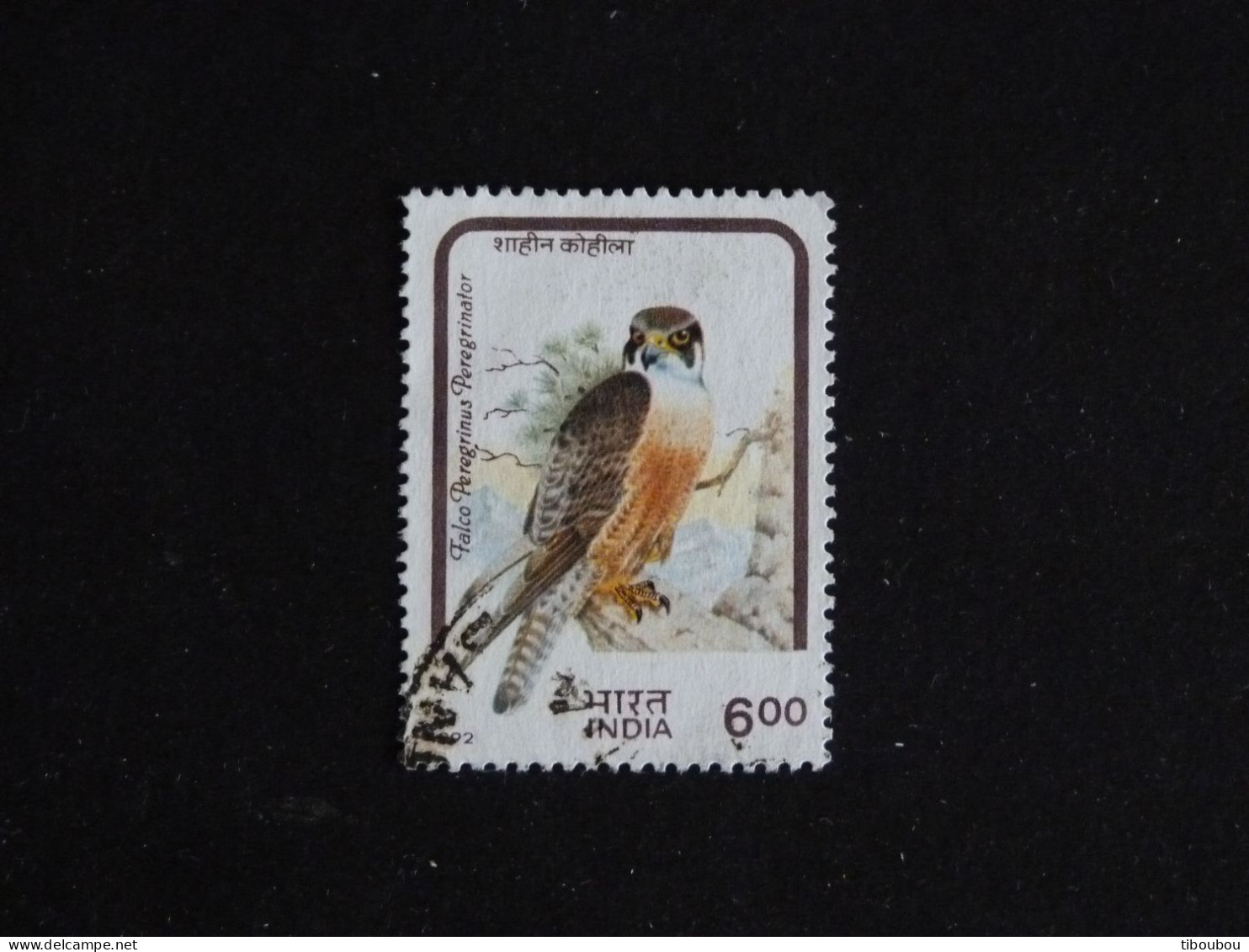 INDE INDIA YT 1174 OBLITERE - FAUCON PELERIN FALCON RAPACE OISEAU BIRD VOGEL - Used Stamps