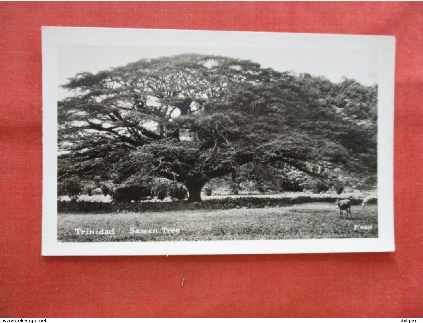 RPPC Saman Tree Trinidad  Ref 6233 - Trinidad