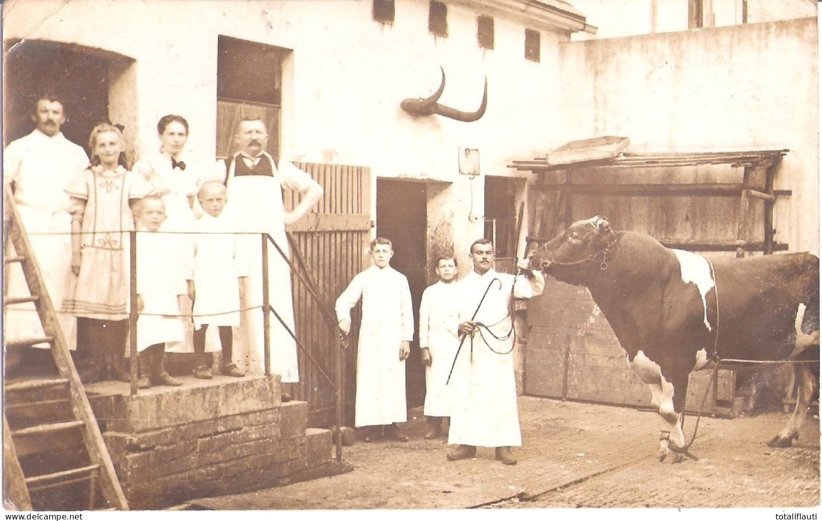 NAUNHOF Schlachterei Original Private Fotkarte Gesamte Schlachterfamilie Ist Bereit Zur Verarbeitung Des Ochsen 7.2.1911 - Naunhof