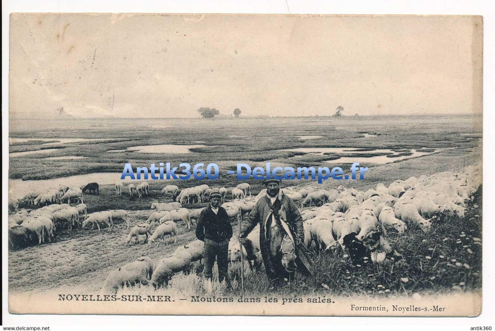 CPA 80 NOYELLES SUR MER Moutons Dans Les Prés Salés Berger Et Chien De Berger - Noyelles-sur-Mer