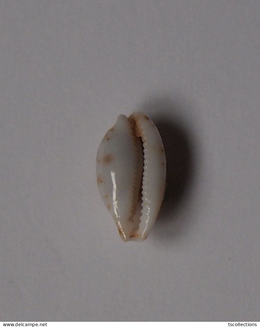 Cypraea Goodalli - Coquillages