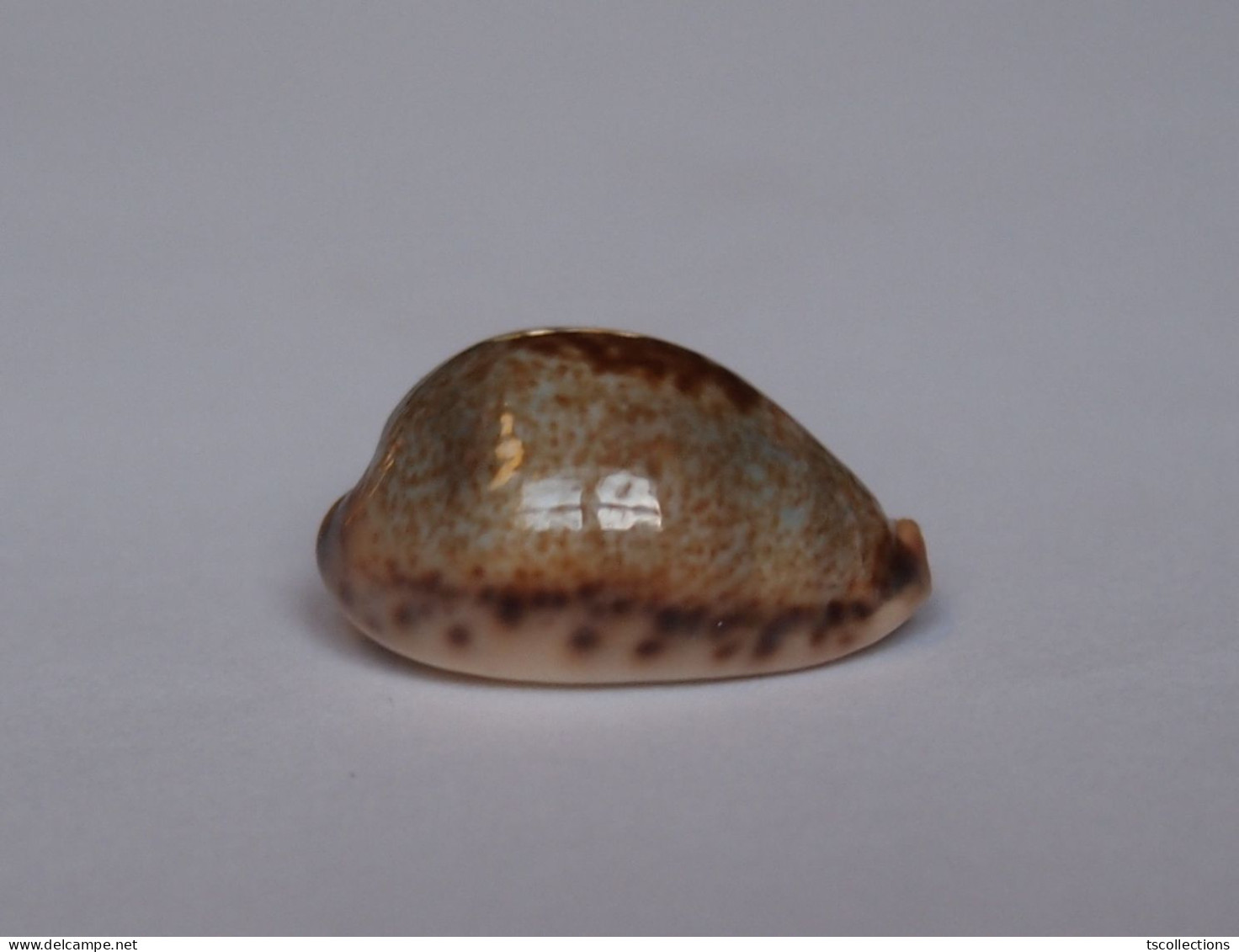 Cypraea Pallida - Coquillages