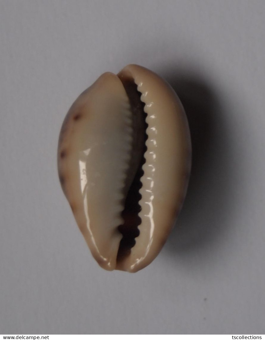 Cypraea Pallida - Coquillages